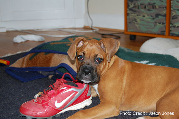 boxer with shoe